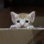 purrfect-cat