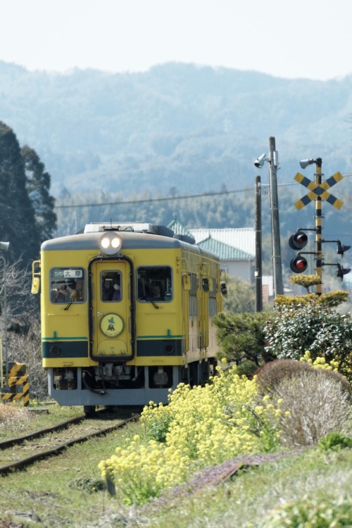 sazanami-ayame:【春風に誘われて撮り鉄ってヤツをやってみた】 まずは西大原駅での駅撮り。 一度見てみたかった菜の花のいすみ鉄道を訪れてみた。 鉄道は好きだけど、車を持っていない私にとって