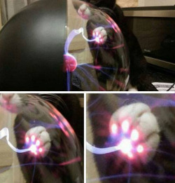 alicefledermaus: sixpenceee:   When a cat touches a plasma ball.  This is the best thing. 