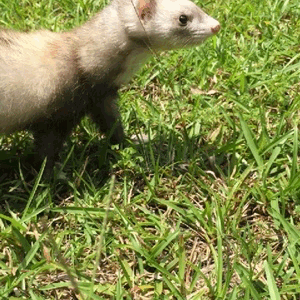 plantered:  took my dog for a walk 