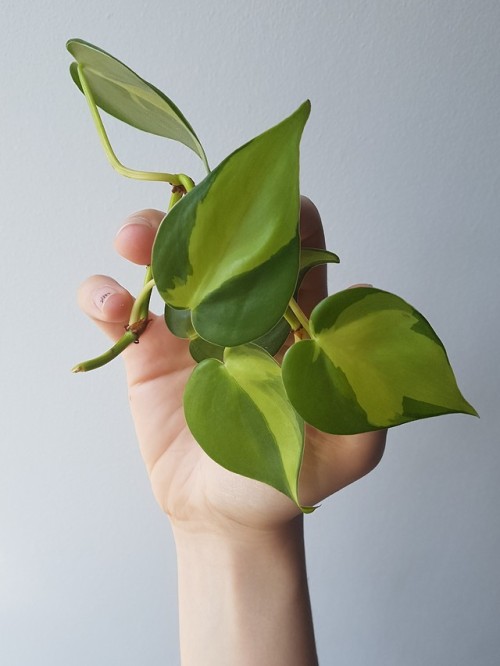 I was at a pharmacy yesterday and they had these big plant hangers full of what looked like philoden