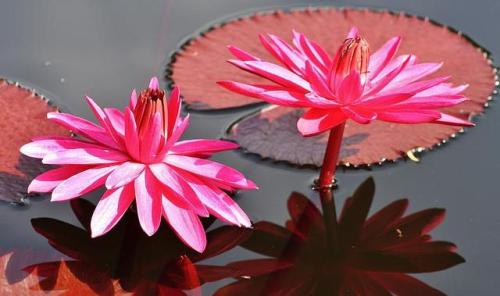 Nymphaea ‘Red Flare’.