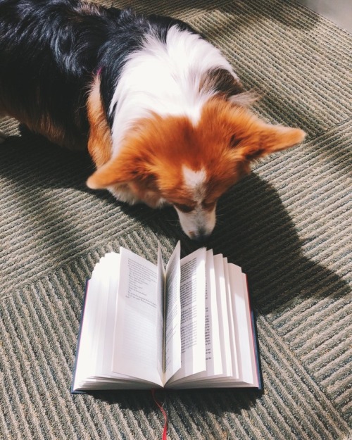 whilereadingandwalking:Clementine the Fluffy gives Les Miserables four out of five stars. Not enough