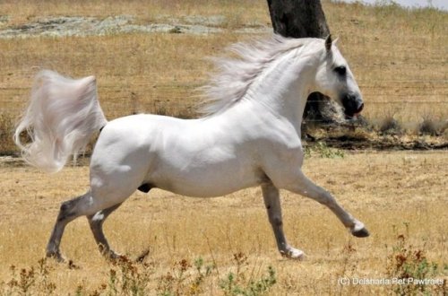 257 Favory Pallavicina226 Favory Naussica  x Pluto XXIX-23Lipizzaner, Stallion15.2hhBorn 2007