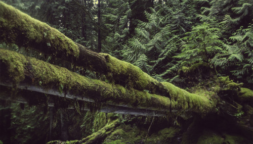 uulemnts:  cubebreaker: Portland based photographer Mako Miyamoto’s The Emerald Forest brilliantly c