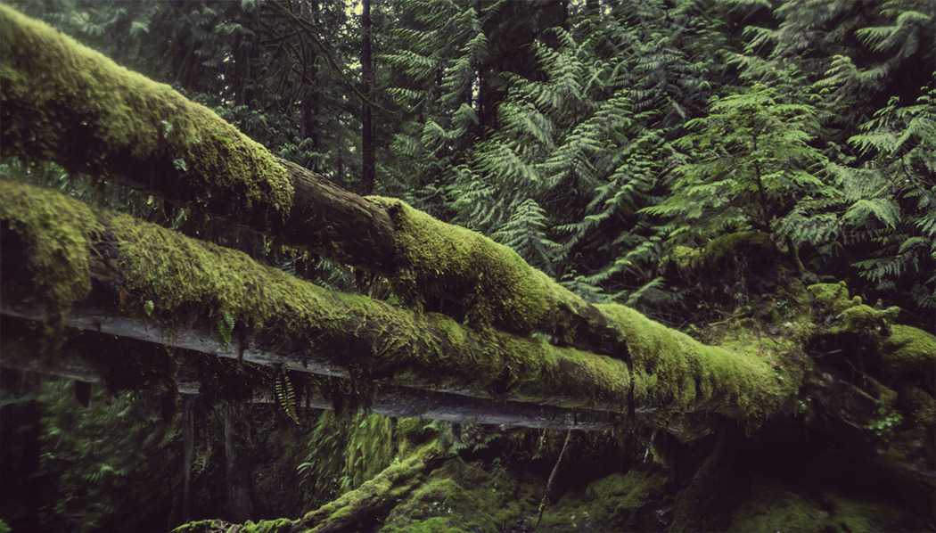 opticallyaroused:  Mako Miyamoto’s The Emerald Forest: Brilliant, Mysterious Landscapes