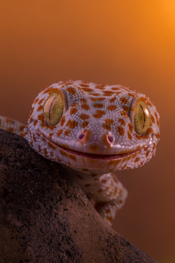 earthyday:  Watching you © Kutub Uddin  