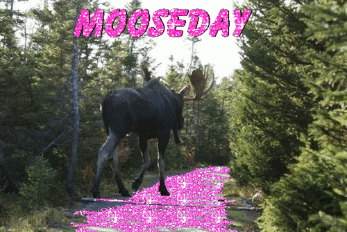 tubesmith:Happy birthday, Moosetron! Happy mooseday!Send up those balloons people, it’s his 24th bir