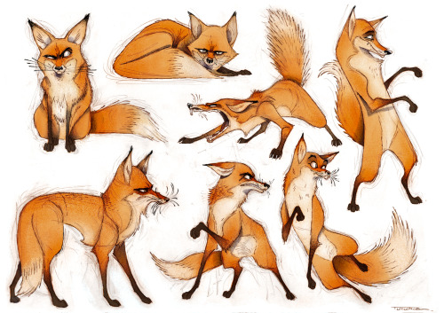 renard