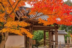 kyotodreamtrips: Autumn Scenery at Kaijūsen-ji