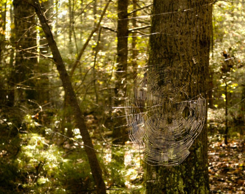 Spiderweb, October 2013