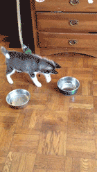 amzinggifs:  More funny gifs at www.amazinggifs.com