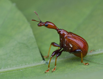 inspect-my-insect:  herbertwestapologist:  i love how female and male giraffe weevils