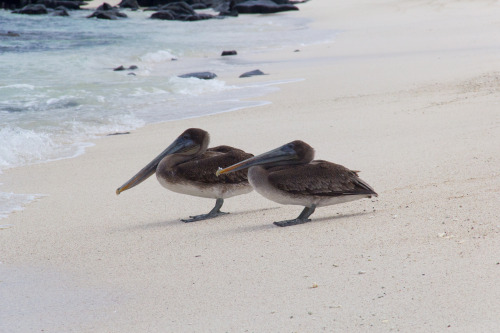 Galapagos Islands, Ecuador, June 2021