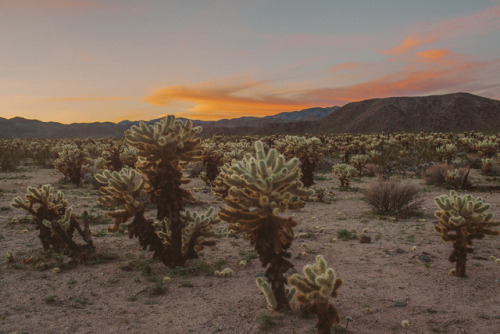 julianajohnsonphoto: Moonrise, Part I Joshua Tree National Park, California March 2017