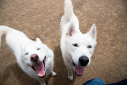 awwww-cute:  My dog (on the left) met a look-alike