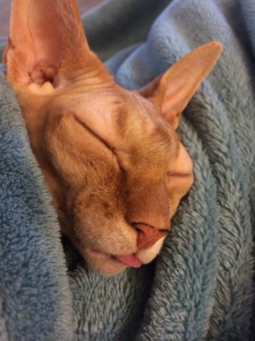 sphinx cat