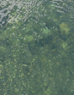 rivermusic: Emerald Currents  Pollen mixed with the river, flowing north to Montana gif by rivermusic, July 2015 