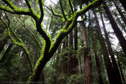 isawatree:  Fern Covered Tree by Kurt Lawson 
