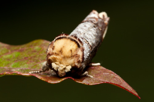 sixpenceee: The buff-tip moth is a medium-sized moth that is on the wing at night from June to July.