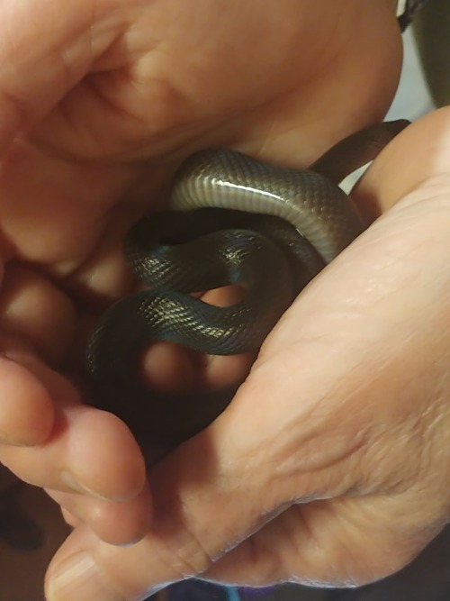 Both my parents got to hold their snakes today! Viper was a blast, and Keeva was her gentle little s