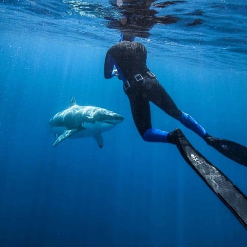 Bucket list…Free Dive with Great Whites #sharkweek #greatwhiteshark #apexpredator #saltlife #