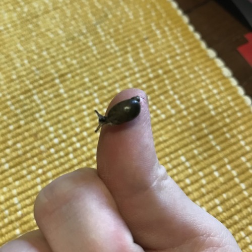This little friend climbed on my computer when I was fixing up greens from the farmer’s market!