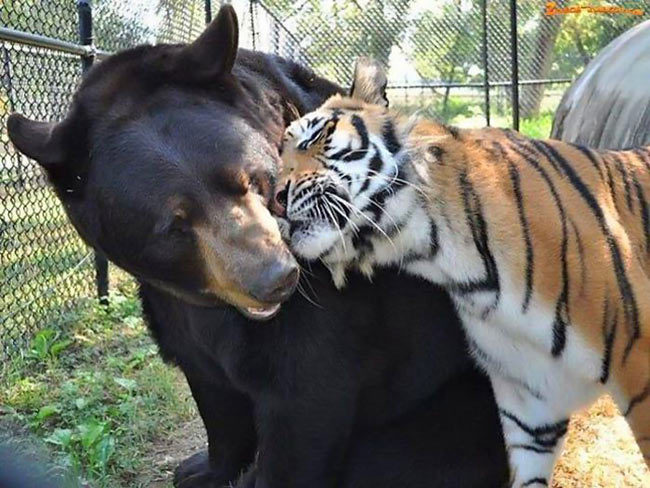 catsbeaversandducks:  Lion, Tiger And Bear Raised Together After Rescue From Drug
