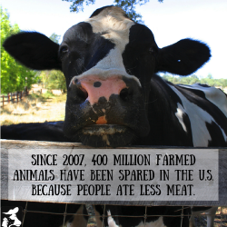 animalplace:  Feel like you’re not making a difference as a vegan? Think again! Statistics show that since 2007 400 million FEWER farmed animals were raised for slaughter, likely because of reduced meat consumption. So keep sharing your veganism. The