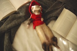 trashlordpanda:the-book-ferret:Book Ferret “Boopers”: