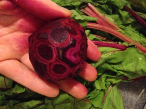 paleo-experiment: Beet flower (by KG)