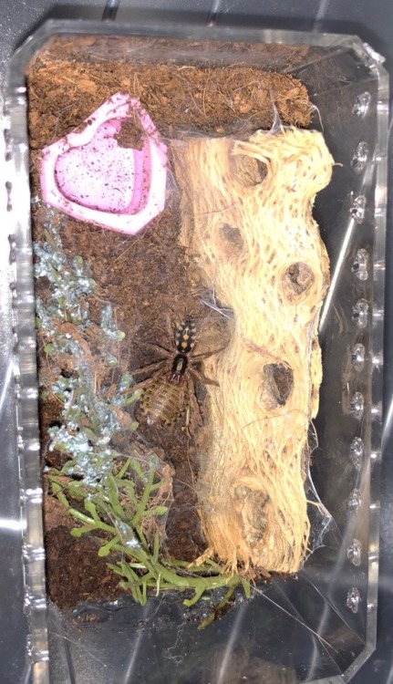 The enclosure for my Hapalopus sp. Colombia Large spiderling!