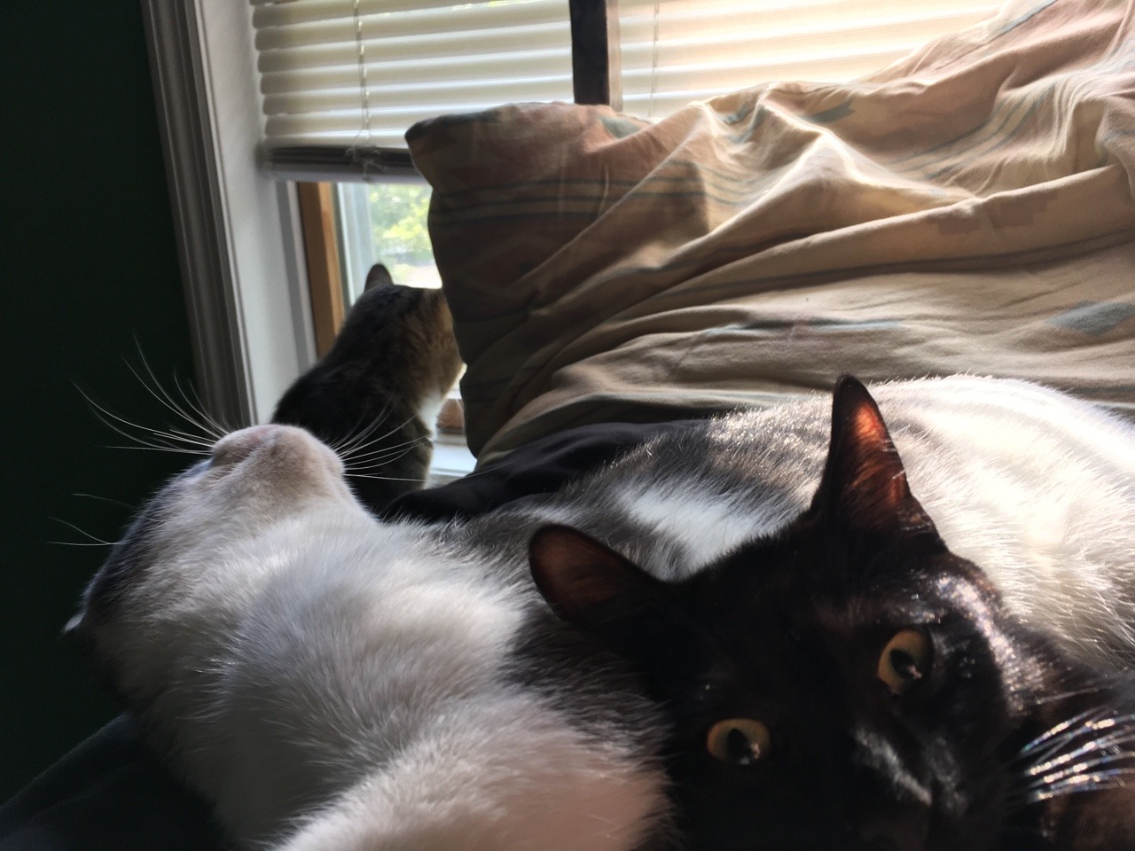 theshadowytiger:  When you take selfies in the middle of cuddles and no one notices.