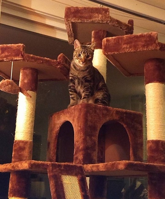 fbwzoo:fbwzoo:Imagine thinking you should toss your cat outside to get hit by a car or eaten by a coyote because there’s justNoPossibleWayToGiveThem EnrichmentInside.Imagine if there was only a way to increase space for your cat inside.There’s