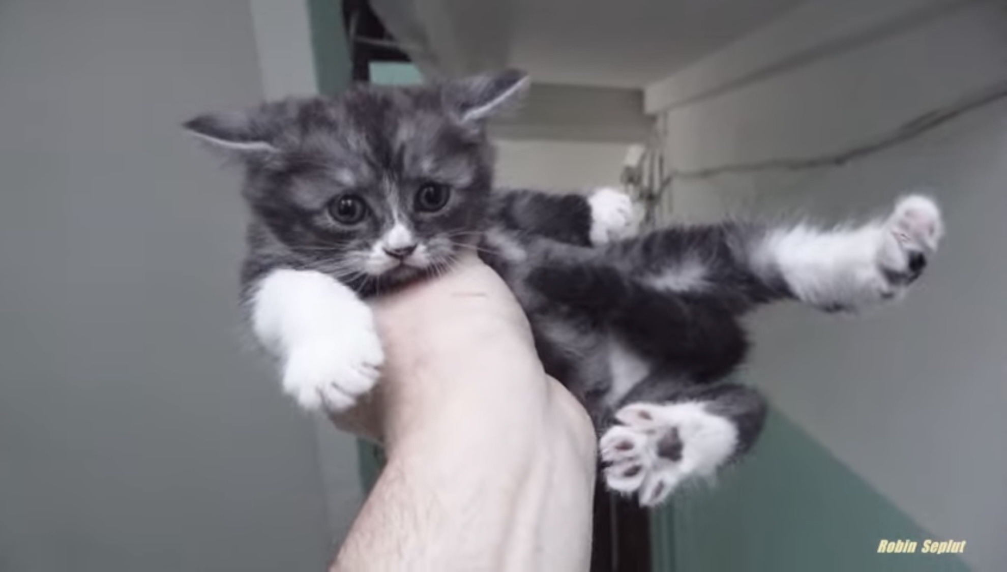 a disgruntled kitten being held in the palm of a man's hand