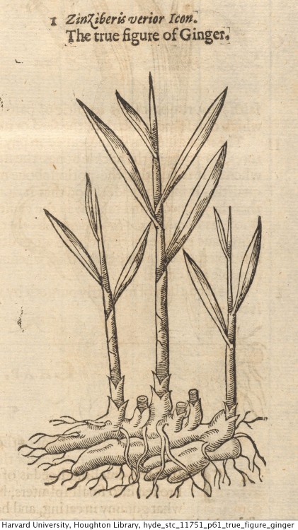 Gerard, John, 1545-1612. The herball, or, Generall historie of plantes, 1633.STC 11751Houghton Libra