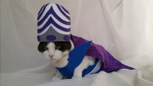 cat-cosplay:timeywimeyjedi:Cosmo’s 2015 Halloween costume “Now, if you’ll excuse me, I, Mojo Jojo, h