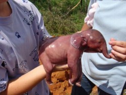 lowkeymrstella:  sexuallyobliviousdarren:  hold everything this is a newborn elephant   awwww