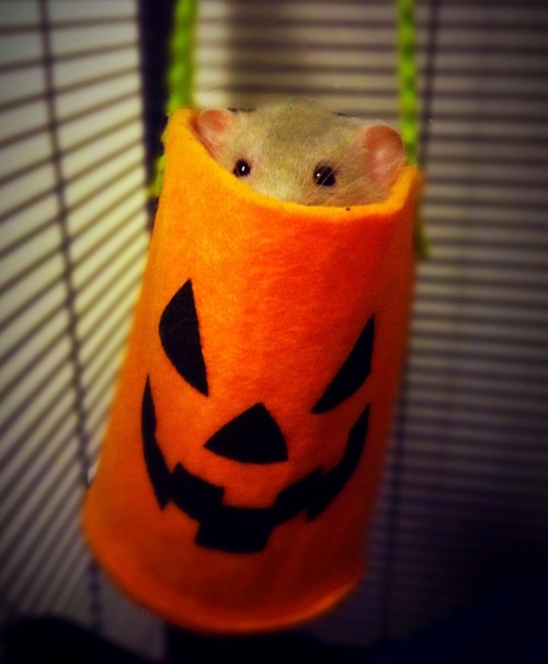 stinkyratties: Trick-or-treat!