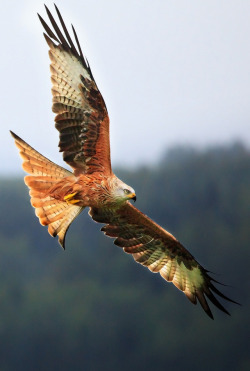 libutron:  Red Kite II - Galloway Kite Trail, Scotland | Photographer: John Cannon Photographer’s Notes: The Red Kite (Milvus milvus) is a medium-large bird of prey in the family Accipitridae, which also includes many other diurnal raptors such as eagles,