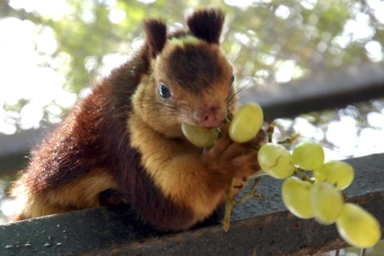 silverhawk:  the indian giant squirrel is porn pictures