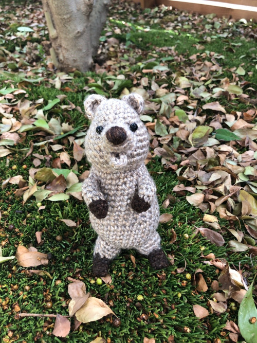 Dear Friends & Followers, I am auctioning this amigurumi quokka on Ebay to raise money to help w