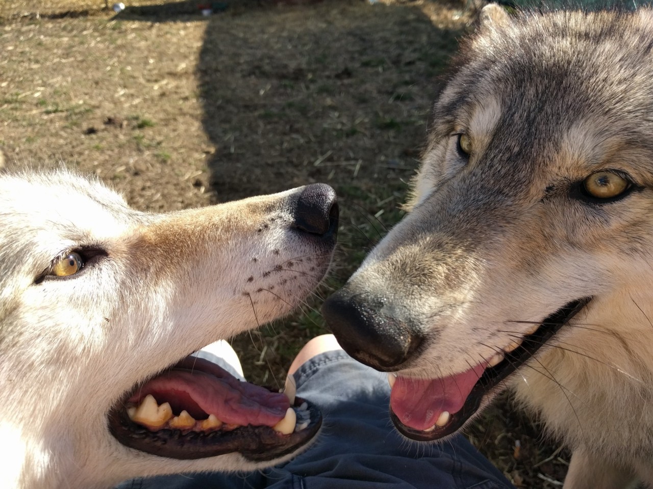 Just some wolfdog spam