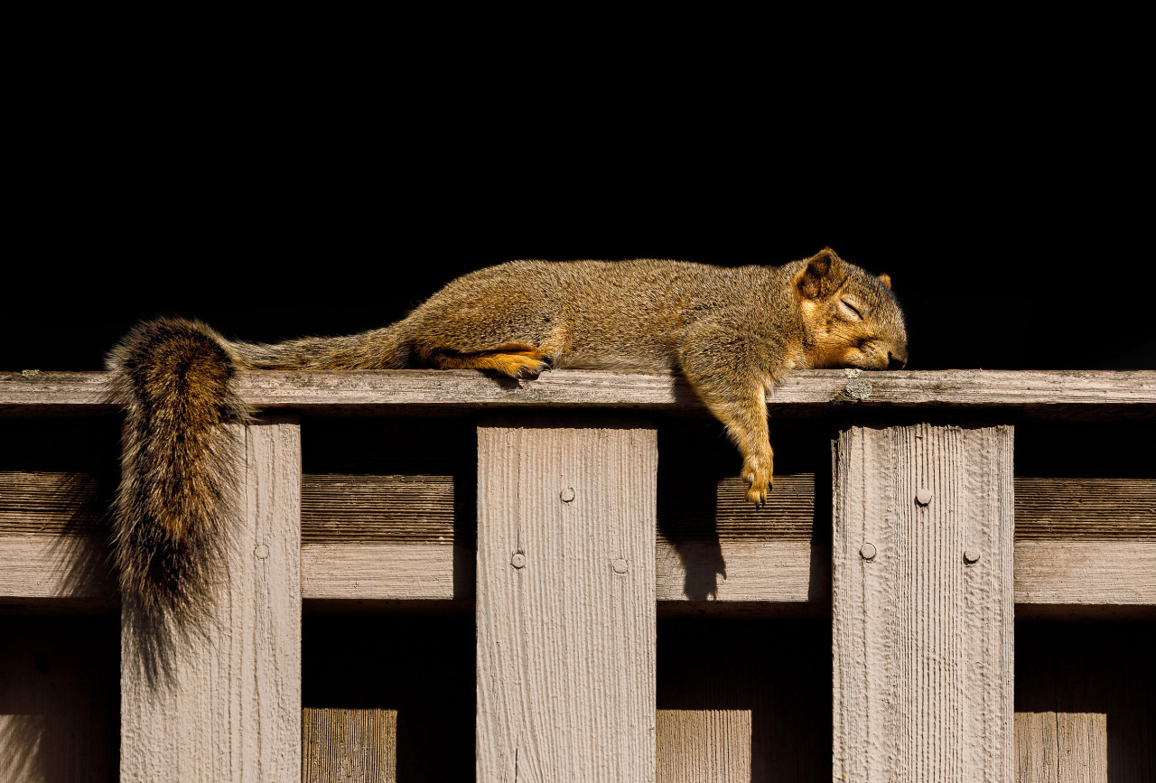 lazy squirrel - Davis, CA