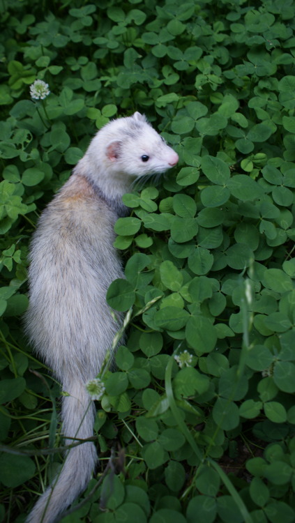 accumulatory-genophage:  look at his precious face