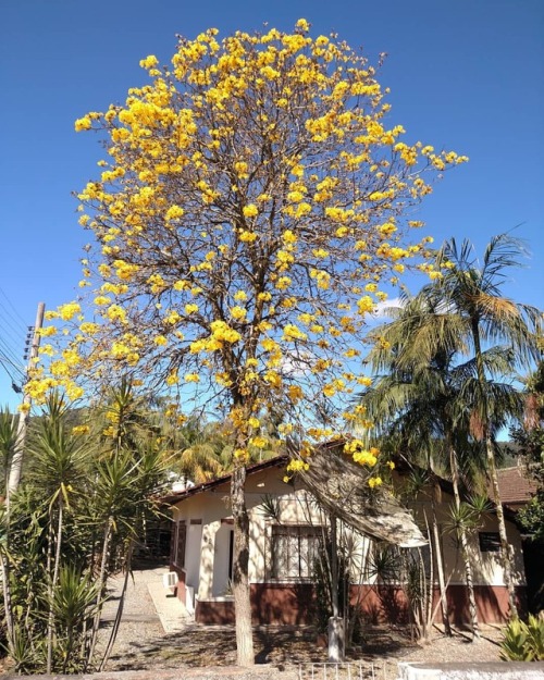 Ipê amarelo anunciando a chegada da primavera. #brasil #SC #novatrento #ipe #tabebuia #santaebelacat