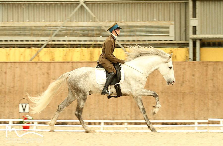 Brideless riding, my summer goal. I&rsquo;ve gotten down to bitless, so i&rsquo;ve