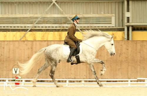 Brideless riding, my summer goal. I’ve gotten down to bitless, so i’ve gotta be close right?