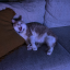 meowmood