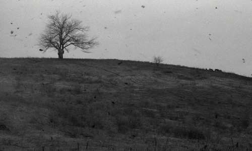 artfilmfan:  The Turin Horse (Béla Tarr, 2011) “Theirs is the moment… nature, infinite silence.” 